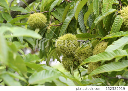 Chestnut tree 132529919