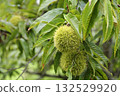 板栗樹 132529920