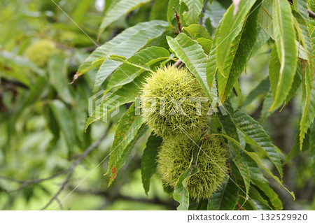 Chestnut tree 132529920