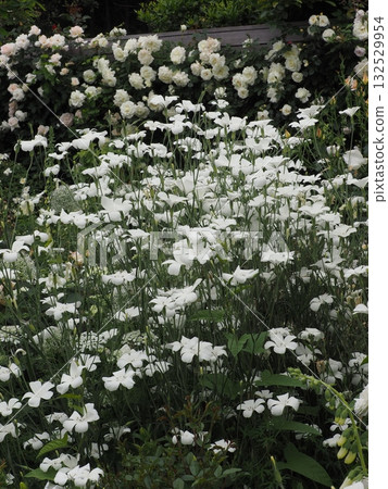 Roses in Yokohama Roses in Yokohama 132529954