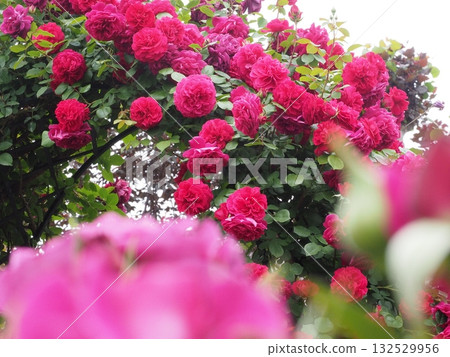 Roses in Yokohama Roses in Yokohama 132529956