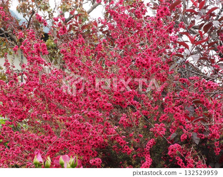 Roses in Yokohama Roses in Yokohama 132529959