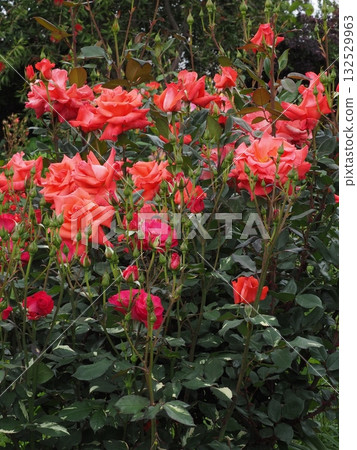 橫濱的玫瑰 橫濱的玫瑰 132529963
