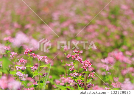 赤蕎麥村－位於長野縣箕輪町，風景如畫的鄉村，紅蕎麥花在這裡盛開。 132529985