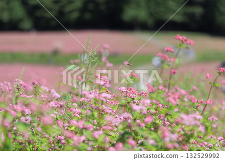 Akasoba Village - Beautiful rural scenery of Minowa Town, Nagano Prefecture, where red buckwheat flowers bloom 132529992