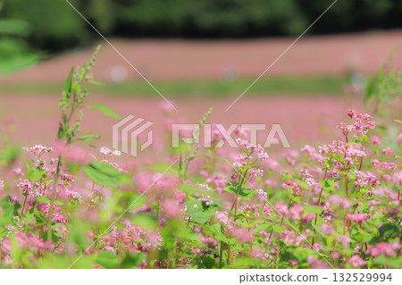 Akasoba Village - Beautiful rural scenery of Minowa Town, Nagano Prefecture, where red buckwheat flowers bloom Akasoba Village - Beautiful rural scenery of Minowa Town, Nagano Prefecture, where red buckwheat flowers bloom 132529994