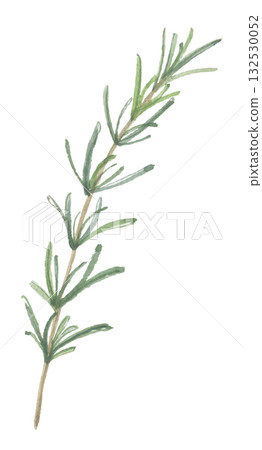 Rosemary painted in watercolor 132530052