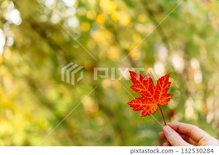 Woman holding red autumn maple leaf in hand 132530284