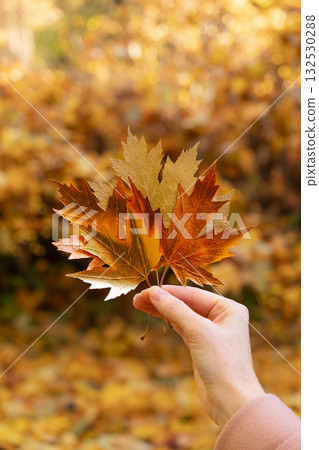 A woman holds golden leaves in her hand A woman holds golden leaves in her hand 132530288