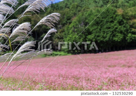 A view of Minowa Town in Nagano Prefecture, with fields of silver grass swaying in the autumn breeze and red buckwheat flowers. A view of Minowa Town in Nagano Prefecture, with fields of silver grass swaying in the autumn breeze and red buckwheat flowers. 132530290
