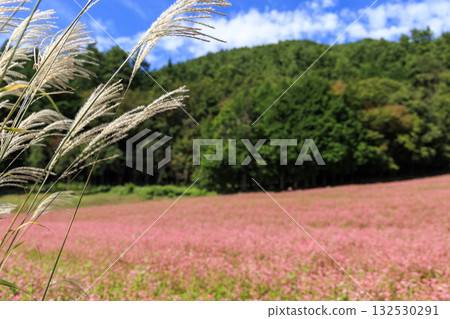 A view of Minowa Town in Nagano Prefecture, with fields of silver grass swaying in the autumn breeze and red buckwheat flowers. A view of Minowa Town in Nagano Prefecture, with fields of silver grass swaying in the autumn breeze and red buckwheat flowers. 132530291