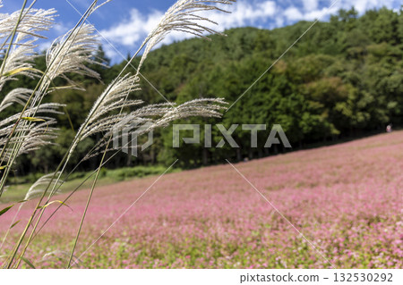 A view of Minowa Town in Nagano Prefecture, with fields of silver grass swaying in the autumn breeze and red buckwheat flowers. A view of Minowa Town in Nagano Prefecture, with fields of silver grass swaying in the autumn breeze and red buckwheat flowers. 132530292