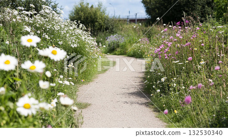 Path through the green meadow with blooming daisies and chamomiles under bright summer sky Path through the green meadow with blooming daisies and chamomiles under bright summer sky 132530340
