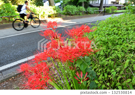 神社入口處盛開著簇生朱頂紅。 神社入口處盛開著簇生朱頂紅。 132530814