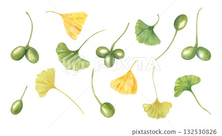 Green and golden Ginkgo biloba leaves and pods watercolor illustration set on isolated background. Hand painted ginkgo plant with berries and foliage clip art. For seasonal designs, botany posters. Green and golden Ginkgo biloba leaves and pods watercolor illustration set on isolated background. Hand painted ginkgo plant with berries and foliage clip art. For seasonal designs, botany posters. 132530826