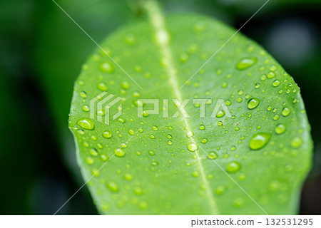 Wet leaves Wet leaves 132531295