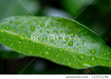Wet leaves Wet leaves 132531296