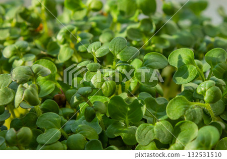 Fresh Microgreens closeup. Microgreen Mustard sprouts. Macro photo of Young green mustard shoots Microgreens growing. Healthy eating concept. Fresh Microgreens closeup. Microgreen Mustard sprouts. Macro photo of Young green mustard shoots Microgreens growing. Healthy eating concept. 132531510