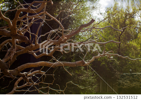 Twisted tree without foliage with wavy branches, corylus avellana contorta. Mysterious forest, twisted tree branches create an eerie and enchanting atmosphere in the dark woodland. Twisted tree without foliage with wavy branches, corylus avellana contorta. Mysterious forest, twisted tree branches create an eerie and enchanting atmosphere in the dark woodland. 132531512