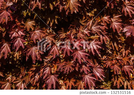 Red Maple tree background with sun on a beautiful sunny Autumn day with rays of sun shining on the of fall season. Norway maple Crimson Sentry, Acer platanoides Crimson Sentry autumn background. Red Maple tree background with sun on a beautiful sunny Autumn day with rays of sun shining on the of fall season. Norway maple Crimson Sentry, Acer platanoides Crimson Sentry autumn background. 132531516