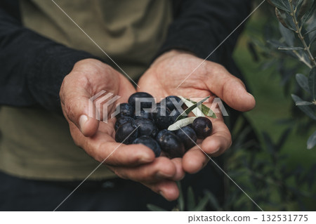 Olive Harvest. Hands Holding Fresh Olives in Grove 132531775