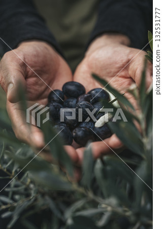 Olive Harvest. Hands Holding Fresh Olives in Grove Olive Harvest. Hands Holding Fresh Olives in Grove 132531777