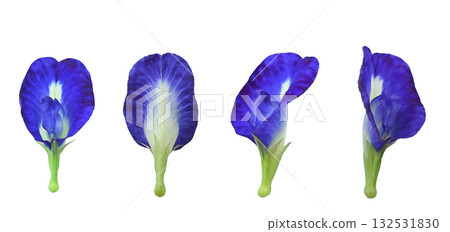 Set of 4 beautiful butterfly pea flowers   white background. 132531830