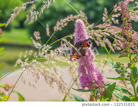 Butterfly Peacock Eye on a Pink flower. Butterfly Peacock Eye on a Pink flower. 132531833