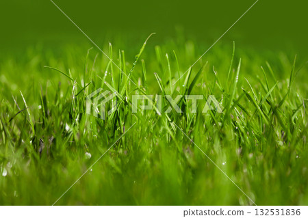 Green grass Green grass 132531836
