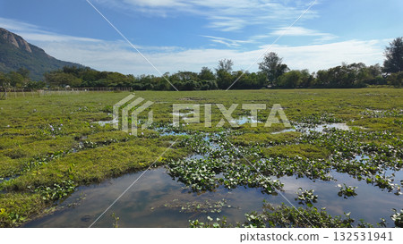 a Light Over Pui O Wetlands Hong Kong Oct 25 2025 132531941