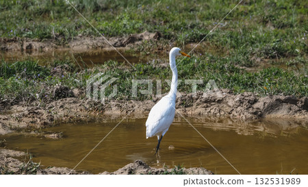Elegant Egrets in Pui O Wetland Habitat Oct 25 2025 132531989