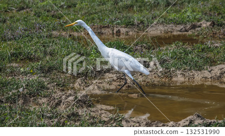 Elegant Egrets in Pui O Wetland Habitat Oct 25 2025 Elegant Egrets in Pui O Wetland Habitat Oct 25 2025 132531990
