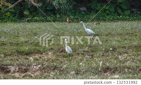 Elegant Egrets in Pui O Wetland Habitat Oct 25 2025 132531992