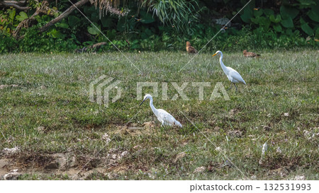 Elegant Egrets in Pui O Wetland Habitat Oct 25 2025 132531993