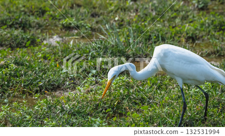 Elegant Egrets in Pui O Wetland Habitat Oct 25 2025 132531994