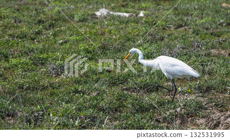 Elegant Egrets in Pui O Wetland Habitat Oct 25 2025 132531995