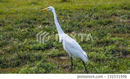 Elegant Egrets in Pui O Wetland Habitat Oct 25 2025 132531996