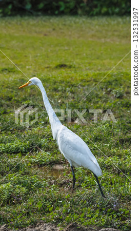 Elegant Egrets in Pui O Wetland Habitat Oct 25 2025 132531997