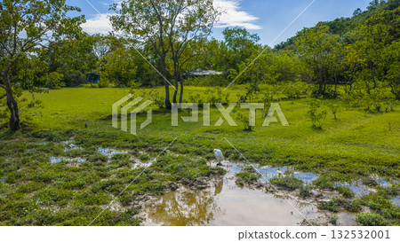 Elegant Egrets in Pui O Wetland Habitat Oct 25 2025 132532001