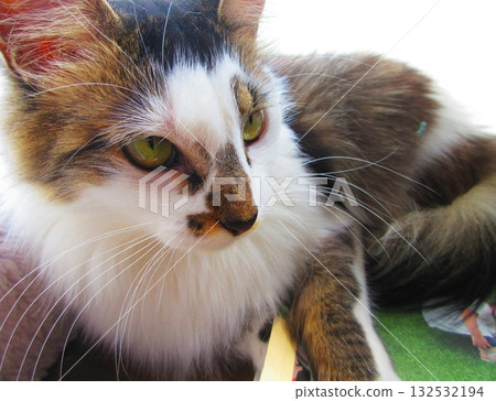 The adorable appearance of a striped calico cat The adorable appearance of a striped calico cat 132532194