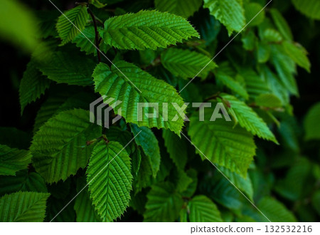 Close-up of Hornbeam leaves in hedge at spring time background. Selective focus of Ulmus pumila celer leaves, European hornbeam. Green leaf pattern with sunlight, Nature background. 132532216