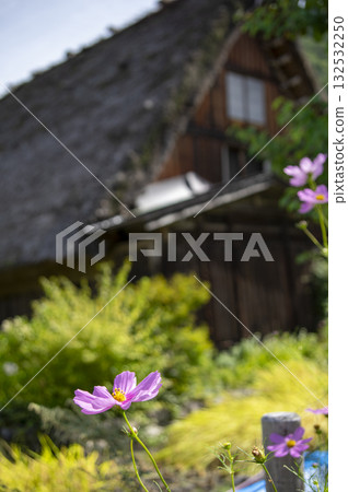 白川鄉合掌屋與盛開的波斯菊的秋日美景 132532250
