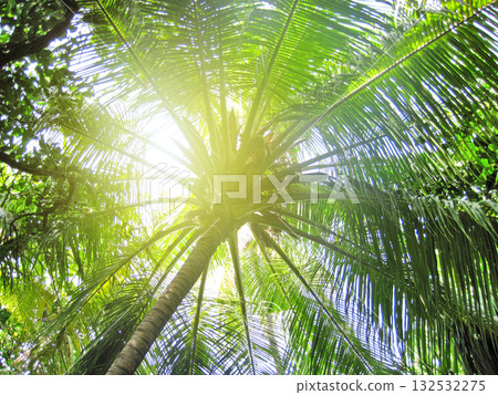 Sunlight through the leaves of palm trees Sunlight through the leaves of palm trees 132532275