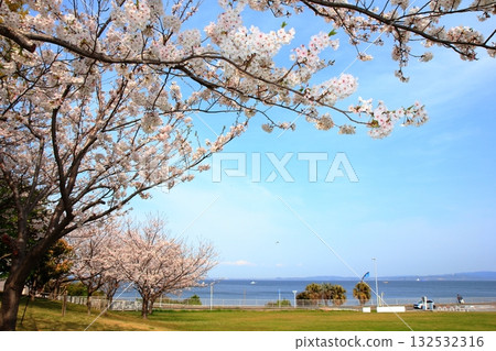 橫須賀美術館和海濱廣場的櫻花景色 132532316