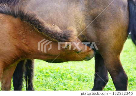 Baby pony drinking milk 132532340