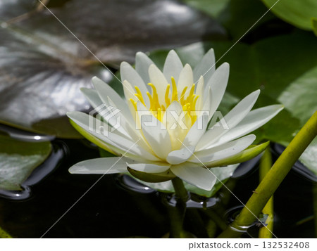 White water lilies blooming in a quiet pond and beautiful flowers reflected on the water surface White water lilies blooming in a quiet pond and beautiful flowers reflected on the water surface 132532408