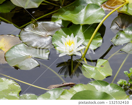 靜謐的池塘裡盛開著白色的睡蓮,美麗的花朵倒映在水面上。 靜謐的池塘裡盛開著白色的睡蓮,美麗的花朵倒映在水面上。 132532410