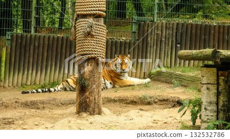 Majestic tiger resting in an enclosure with wooden posts and rope. tiger resting near wood post rope zoo 132532786