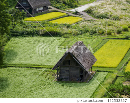 Shirakawa-go: Traditional thatched roof houses surrounded by green rice fields 132532837