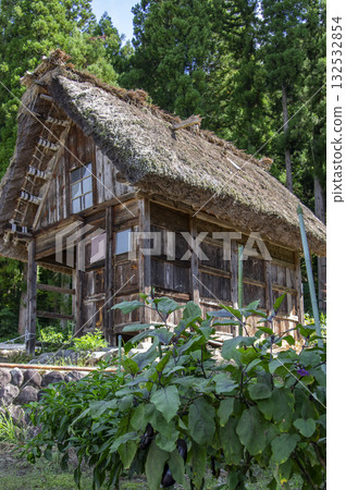白川鄉的合掌造房屋和田間生長的茄子，構成了一個夏日美景。 132532854